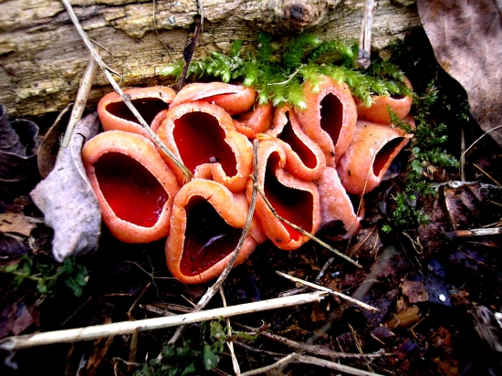 ohnivec šarlátový ((Sarcoscypha coccinea))