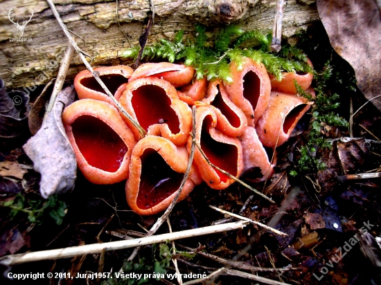 ohnivec šarlátový ((Sarcoscypha coccinea))