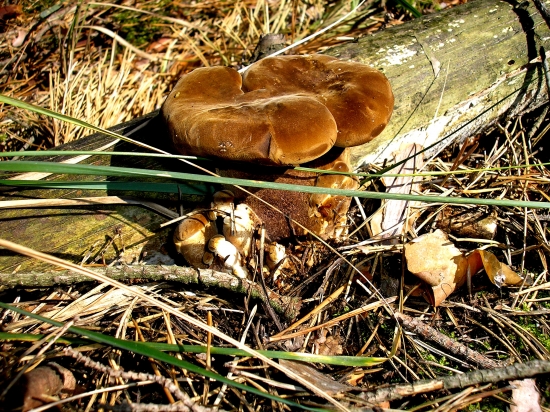 čechračka tmavohlúbiková