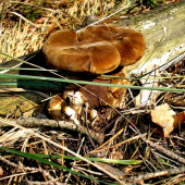 čechračka tmavohlúbiková