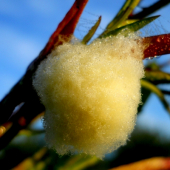 Ze by to vytvoril slimak