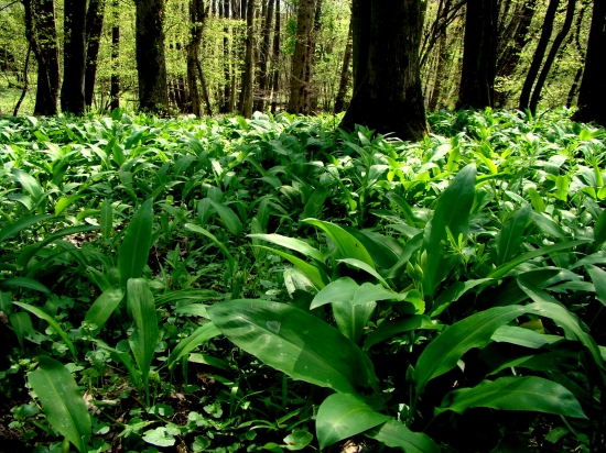 A po roku zase maedvedi cesnak