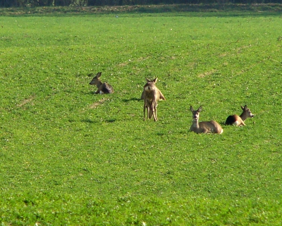 Srncia odpociva