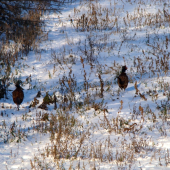 Bazantici na prechadzke