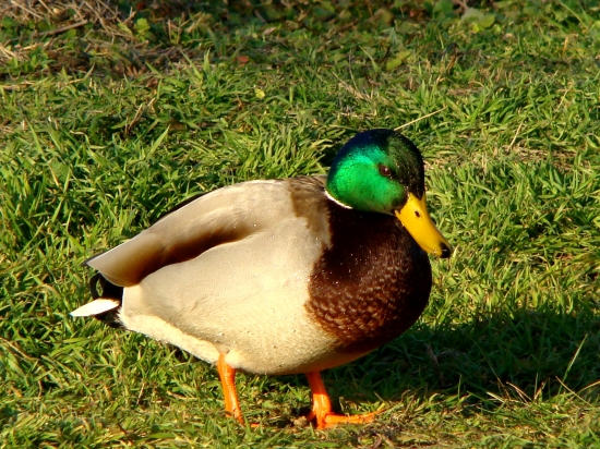 Kacer