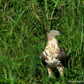 Včelár lesný (Včelár obyčajný, Pernis apivorus)