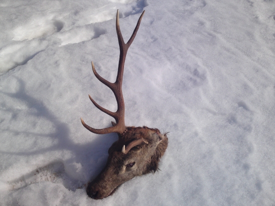 fotka včerajšieho uhynu