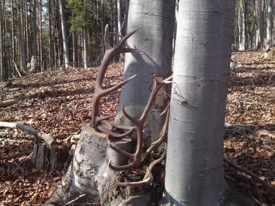 Dnešny nalez 5ks 2 tohoročne