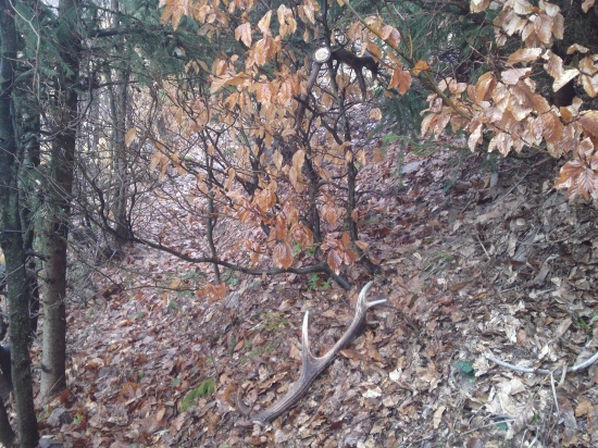 takto ma cakali para pod a na chrasti