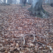 dnešna krasa 16torak