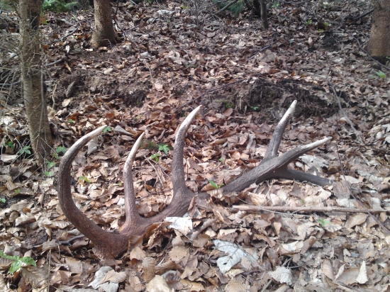 Dnes som uspesne dohladal k ID163660 nepravidelny 14torak