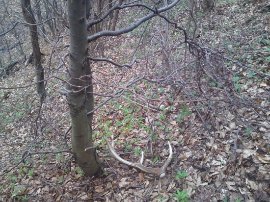 tu je škoda že len jeden