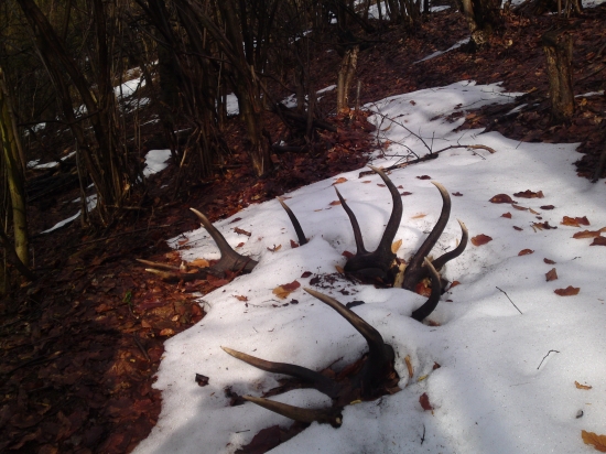 dnes moj zivotny uhyn