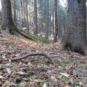 konečne čerstvy