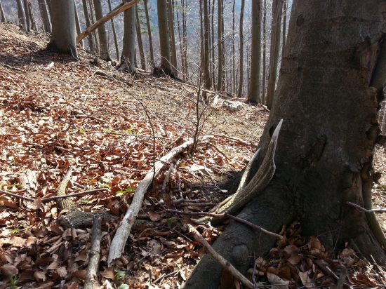 dnesna krasa lonejsi za 5 minut som dohladal par k nemu dam zajtra