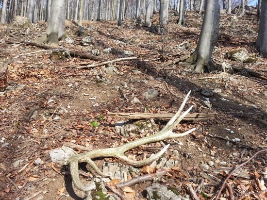 vcerajsia para k ID 233299 skoda ze su neni cerstve