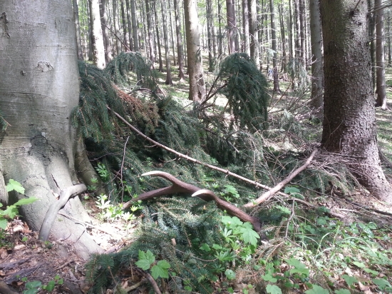 Dnešne štastie prvy pohlad