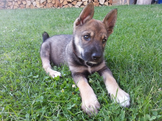 Môj nový kamarát Agir