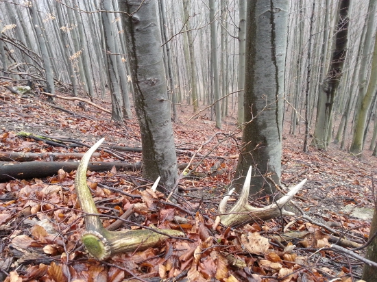 Dnešny 12-torak lonejši