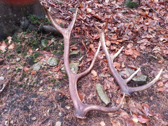 Zasa šťastie prialo