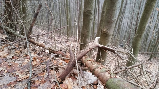 Sezóna odštartovaná-lonejší