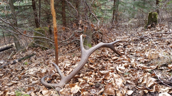 Úspešne dohĺadany