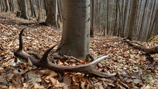 Aj dnes šťastie doprialo