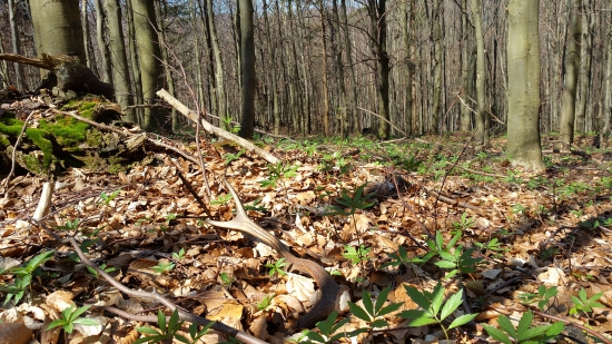 Aj dnes šťastie prialo ;-)