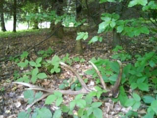 huby žiadne aspoň paroh