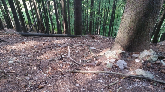 zasa na hubách,samozrejme huby žiadne