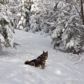 Západosibírska lajka-Agir