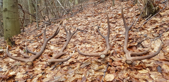 Mesiac pijem :-D :-D :-D