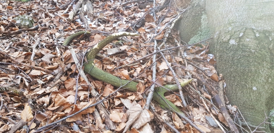 Ten si tam teda poležal