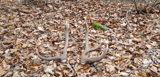 Aj dnes šťastie prialo