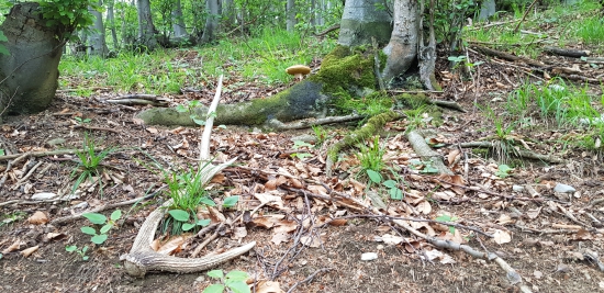 Na hubách prvý pohĺad ;-)