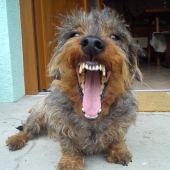 Cora