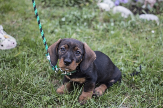 Fossa Kamenný potok