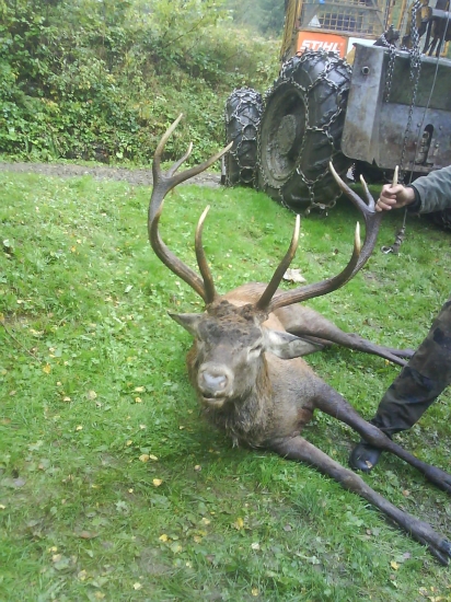 pri suboji ho dopichal druhy jelen