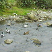 kačky