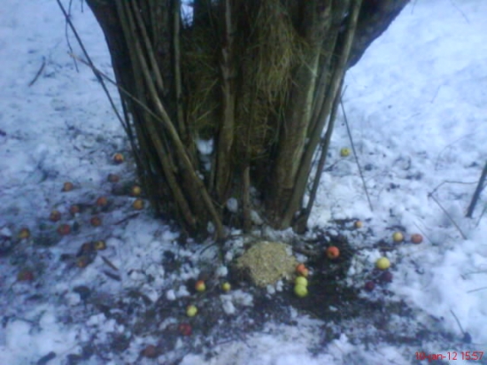 ked neni postaveni krmelec tak aj lieska postaci