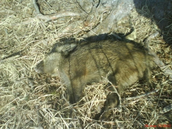 to je ten diviak čo este vcera behal