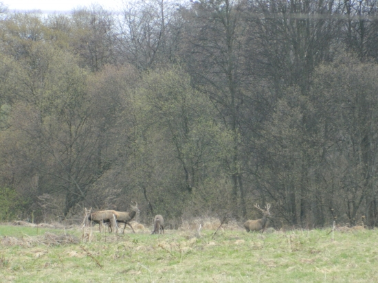 jelenkovia