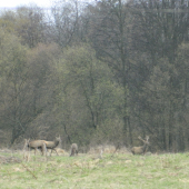 jelenkovia
