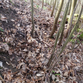 Predsa sa všetky nevyzbierali