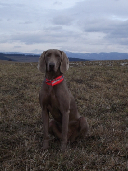 ...tak - čo budeme dnes zas robiť?...