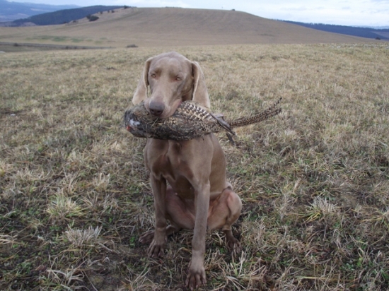 odovzdávka bažantice