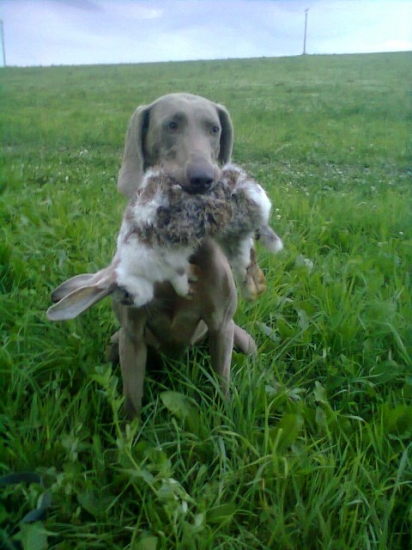 naša prvá teplá srstnatá