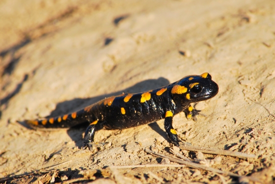 mláďa salamandry škvrnitej