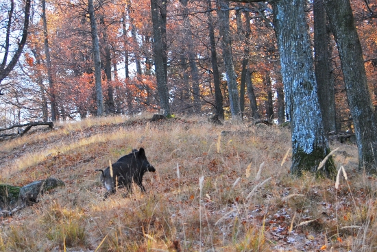 diviačik