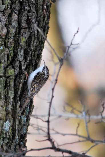 kôrovník dlhoprstý